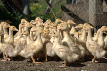 Птенцы гусей