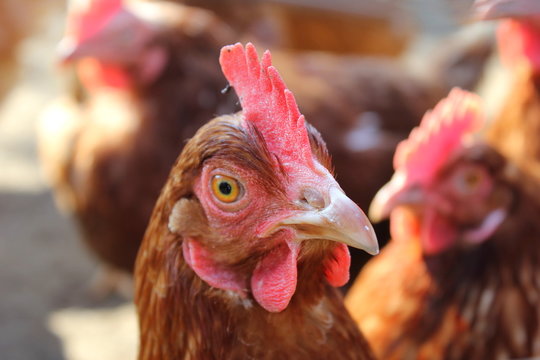Kopf einer Henne (Huhn) in Freilandhaltung auf einem Bauernhof