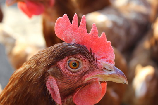 Kopf eines Huhns (Henne) mit Schnabel und Kamm