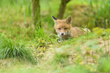 Rotfuchs Fuchs Welpe - fox red fox