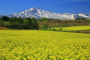 鳥海山と菜の花