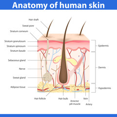 Obraz premium Structure of human skin, vector illustration