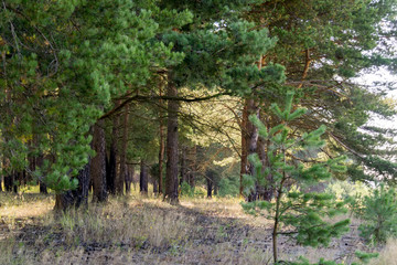 Pine Forest in the Morning