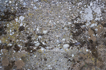 Obraz na płótnie Canvas Moss on a gray concrete wall with stones