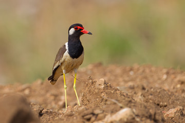 Red-wattled Lapwing  (Vanellus indicus ) in real nature in Thailand