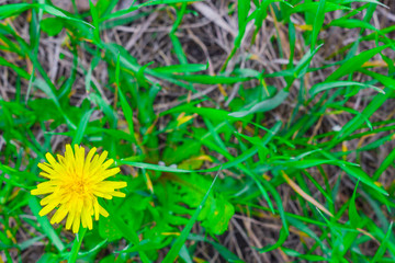 dandelion flowers on green grass