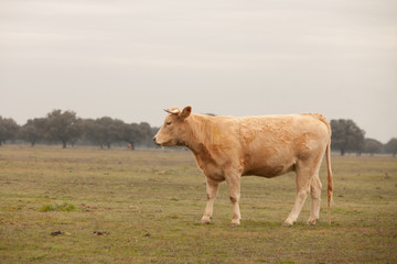 Beef cows grazing in the pastures of Extremadura