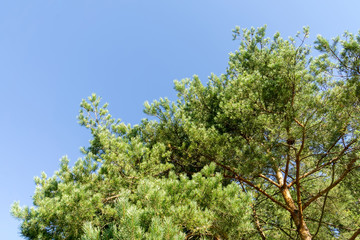 Fototapeta premium Pine Trees in the Morning