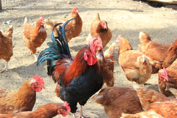 Hahn (Gockelhahn) im Kreise seiner Hennen (Harem) auf einem Bauernhof