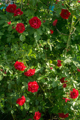 Obraz premium Red Climbing Rose