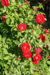 Fototapeta premium Red Climbing Rose