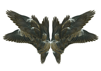 Wings isolated on white