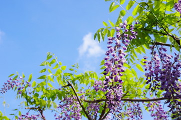 藤の花と初夏の空