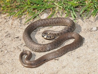 Grass Snake (Natrix natrix)