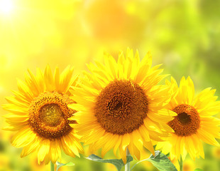 Naklejka premium Sunflowers on blurred sunny background