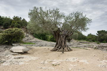 Fototapeta na wymiar Old olive tree