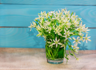 Bouquet of beautiful white flowers (ornithogallum) in a glass on painted in blue wooden background
