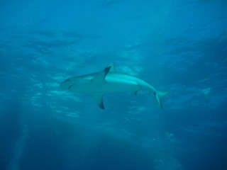 Fototapeta premium Karibischer Riffhai