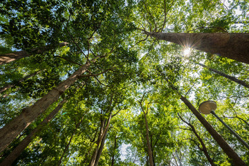 Sun rays shining through trees ,nature background