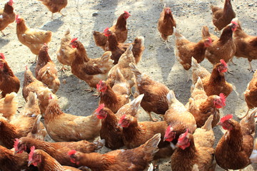 Viele Hühner (Hennen) in Freilandhaltung auf einem Bauernhof