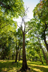 forest trees. nature green wood sunlight backgrounds.