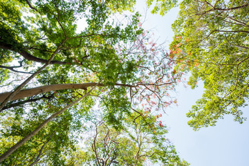 forest trees. nature green wood sunlight backgrounds.