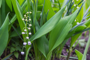 Obraz premium may-lily in the garden