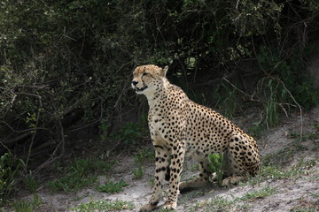 Cheetah Botswana Africa savannah wild animal picture; 