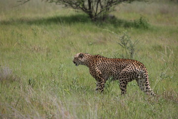 Fototapeta premium Cheetah Botswana Africa savannah wild animal picture; 
