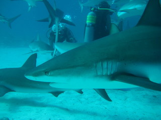 Fototapeta premium Haifütterung