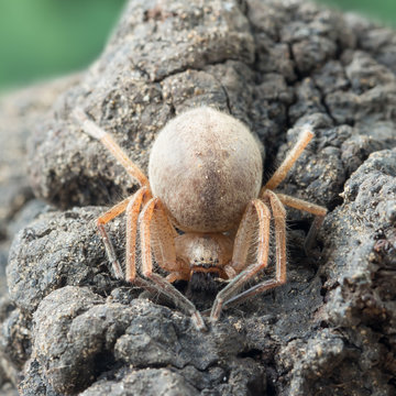 closeup pregnant female Huntsman spider  (Sparassidae Olios argelasius) waiting for the offspring