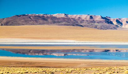 Laguna Collpa lake on bolivian Altiplano