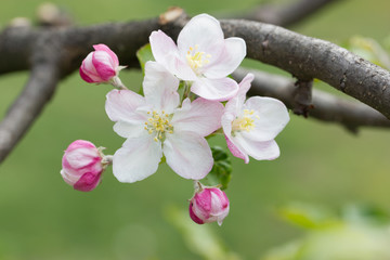 Apple blossom flowers