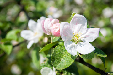 Obraz na płótnie Canvas flowering apple orchards