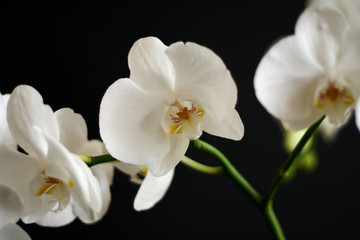 Fototapeta na wymiar orchid flower on the background black