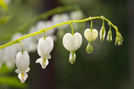 White bleeding heart flowers