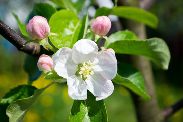 flowering apple orchards