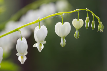 White bleeding heart flowers