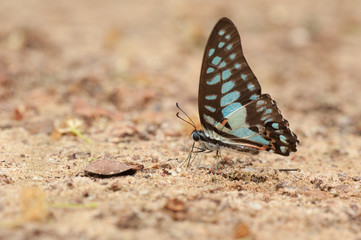 Plakat A close-up of Beauty butterfly resting on ground,Butterfly of Th
