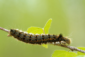 Euthrix potatoria, the drinker