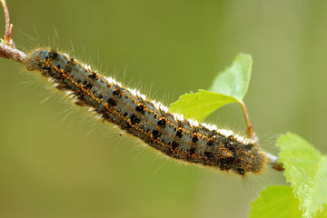 Euthrix potatoria, the drinker