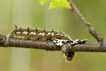 Euthrix potatoria, the drinker
