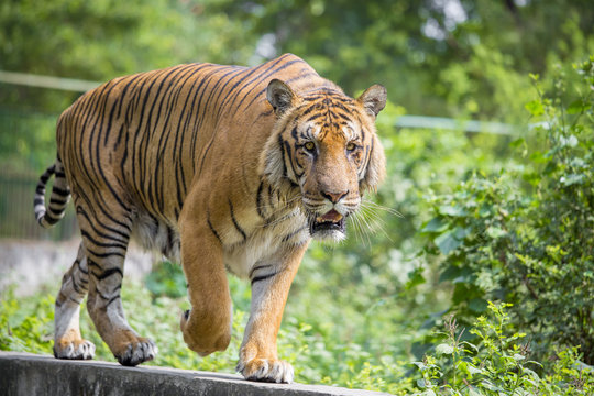 A Royal Bengal Tiger At Dhaka Zoo.