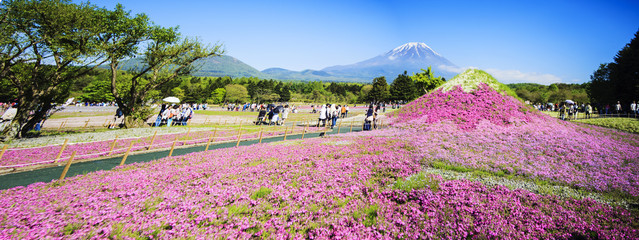 The Fuji with the field of pink moss at Shibazakura festival, Ya