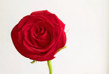 Red rose isolated on white