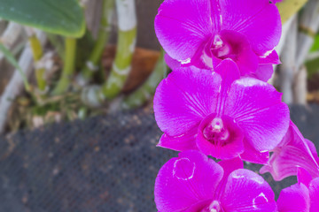 Fototapeta premium Purple orchids in garden, beautiful of violet flowers with Selec