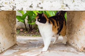 Cat under a stone bench