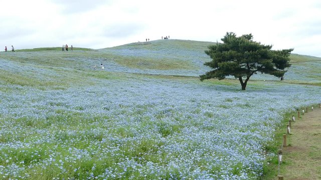 Ibaraki, Japan - May 11, 2016 : The Tree and Nemophila at Hitachi Seaside Park in spring with blue sky at Ibaraki, Japan