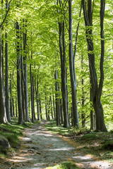 Obraz premium ścieżka przez zielony las.