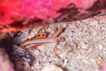 Spikefin goby
